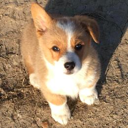Pembroke Welsh Corgis from Whetstone Creek Corgis