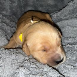 Yellow Boy - Golden male Golden Retriever puppy in Rockwell, North Carolina from KnL Golden Acres