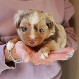 Forest - Red merle male Toy Australian Shepherd puppy in Albia, Iowa from J Bar M Toy and Mini Aussies