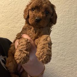 Girl 3 - Red  female Poodle puppy in Southwest Ranches, Florida from Herringbone ‘s Poodles