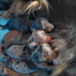 Dachshund Puppies from Lauren Shipley