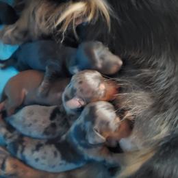 Dachshund Puppies from Lauren Shipley