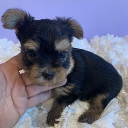 Poodles and Yorkshire Terriers from Friddles Countryside