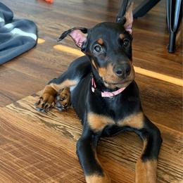 Light Pink collar Girl - Black and rust female Doberman Pinscher puppy in Madison, Indiana from Jensen Dobermans and Dachshunds