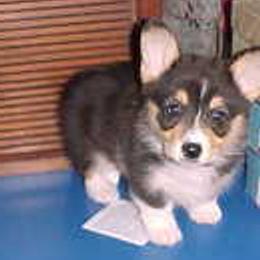 Pembroke Welsh Corgis from Moonlight Corgis