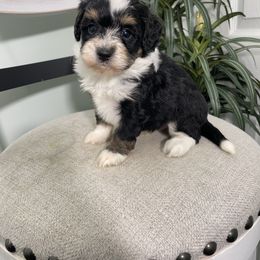 Archie - Tri-color male Bernedoodle puppy in Holtwood, Pennsylvania from Country Ridge Puppies