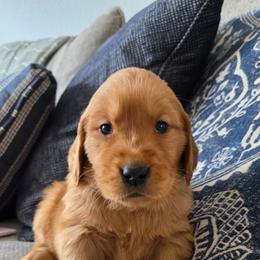 Light purple - Dark golden female Golden Retriever puppy in Mt Solon, Virginia from Emma's Golden Puppers