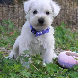 Boy 1 White - White male Miniature Schnauzer puppy in Spring Hill, Florida from Suncoast Miniature Schnauzers