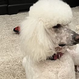 Poodles from Cedar Grove Standard Poodles