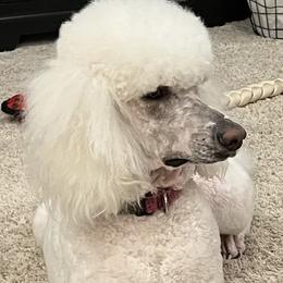 Poodles from Cedar Grove Standard Poodles