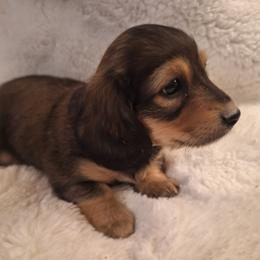 Dachshund Puppies from Green Acres Dachshunds