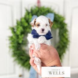 W E L L S - Red  male Goldendoodle puppy in Cedar City, Utah from Cedar Doodles- Home of the Teddybear Goldendoodle