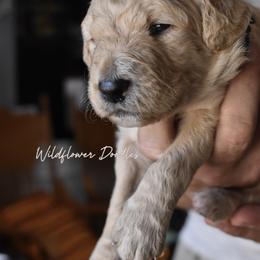 Goldendoodle Puppies from Wildflower Doodles