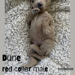 Dune - Apricot male Goldendoodle puppy in Inez, Texas from Heavenly H Doodles