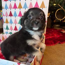 Inky - Black tri female Toy Australian Shepherd puppy in Medina, Tennessee from Fly Farms