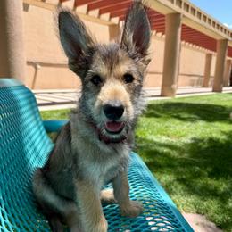 Girl 1 - Fawn female Berger Picard puppy in Albuquerque, New Mexico from Zia Picards Kennel