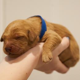 Zazu - Dark blue collar - Apricot male Goldendoodle puppy in Arlington, Washington from Anderson Goldendoodles