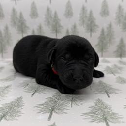 Male - Black male Labrador Retriever puppy in Sherrard, Illinois from Gochee Labs