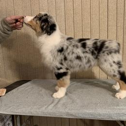 Australian Shepherd Puppies from Storybrooke Australian Shepherds
