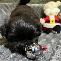 Shih Tzu Puppies from Hilltop Shih Tzus