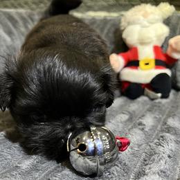 Shih Tzu Puppies from Hilltop Shih Tzus