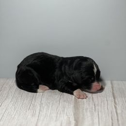 Bernedoodle Puppies from East Coast Bernedoodles