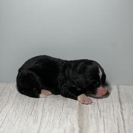 Bernedoodle Puppies from East Coast Bernedoodles