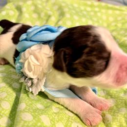 Dolly - Parti female Miniature Schnauzer puppy in Deltona, Florida from LIZ FANCY SCHNAUZERS