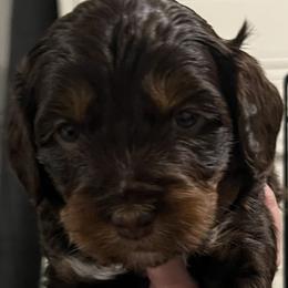 Bernedoodle Puppies from Bernied00dle Love