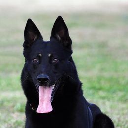 German Shepherd All Grown Up from Delaney Working Dogs