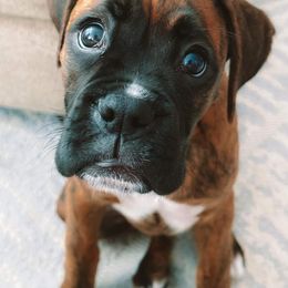 Boxer Puppies from SmashBox Kennel