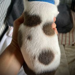 Staffordshire Bull Terrier Puppies from 1LoveStaffies-Hawaii