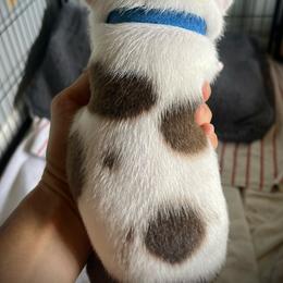 Staffordshire Bull Terrier Puppies from 1LoveStaffies-Hawaii