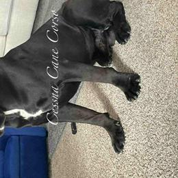 Carnage - Cane Corso