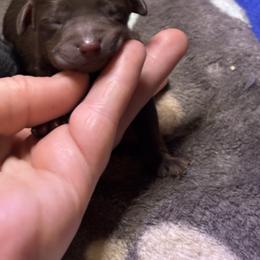 Petty - Chocolate male Goldendoodle puppy in Rising Sun, Indiana from Ruby Lane Doodles