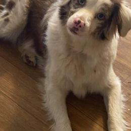 Callie - Aussiedoodle