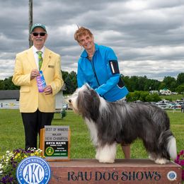 Bearded Collies from Blue Moon Beardies