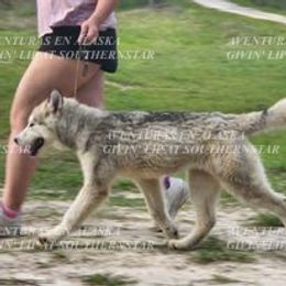 Drama - Alaskan Malamute