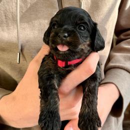 Gabby - Black female Cavapoo puppy in Manorville, New York from Melissa's East End Cavaliers