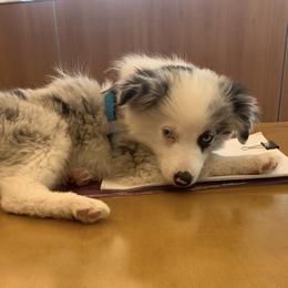 Border Collie, Miniature Australian Shepherd, and Pomeranian Puppies from Akins Aussies/Wild Rose Ranch
