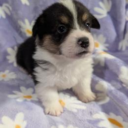 Luke - Black and tan male Pembroke Welsh Corgi puppy in Bridge City, Texas from Disco Corgis