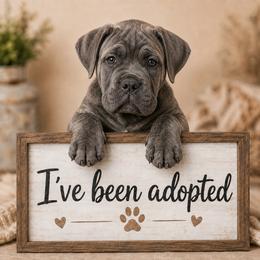 Gray Brindle Male - Gray brindle male Cane Corso puppy in Gorman, Texas from McOmber Country Kennels