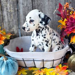 Sharon - White and black female Dalmatian puppy in Neosho, Missouri from County-Line Critters