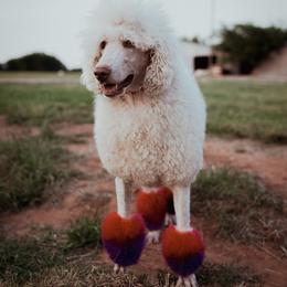 Bernedoodles from Fife and Wife Ranch LLC