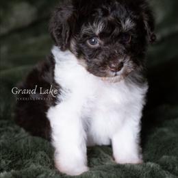 Cinderella - Brown female Schnoodle puppy in Grove, Oklahoma from Grand Lake Poodles & Doodles