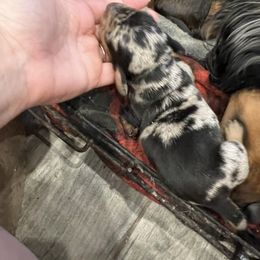 Comet - Black and cream female Dachshund puppy in Garfiled, Arkansas from Iron Bear Livestock & Dachshunds