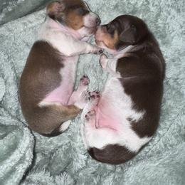 Dachshund Puppies from New Phase Low Riders
