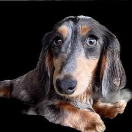 Sapphire - Dachshund