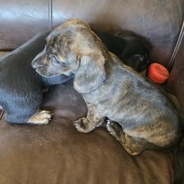 Girl 2 - Brindle female Dachshund puppy in Woodland, Washington from SJs Dachshunds