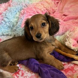 Red Boy - Red male Dachshund puppy in Belfair, Washington from SnortVille Frenchies & CreekSide Mini Doxies